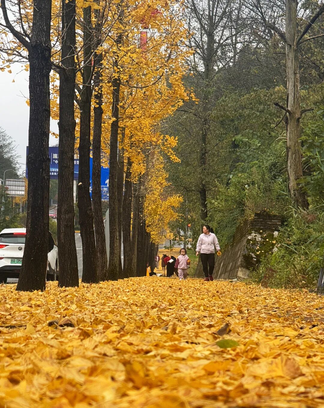 圖為：水東大道銀杏樹
