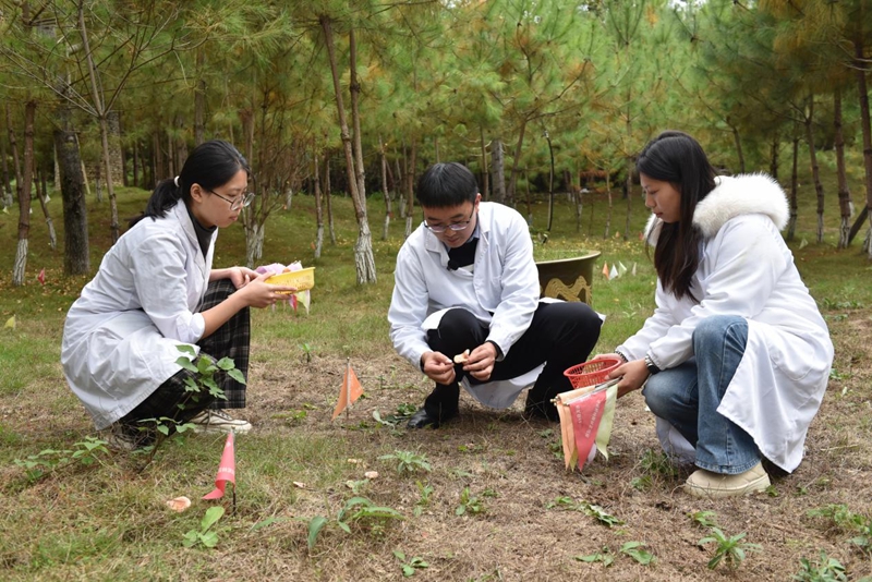 松乳菇冬季穩(wěn)產(chǎn)。
