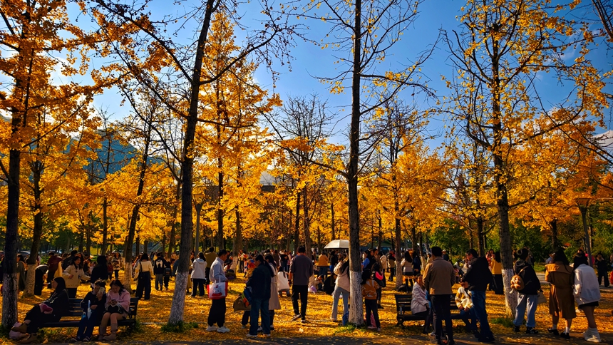11月16日，游客在六盤水師范學院校園內游覽。
