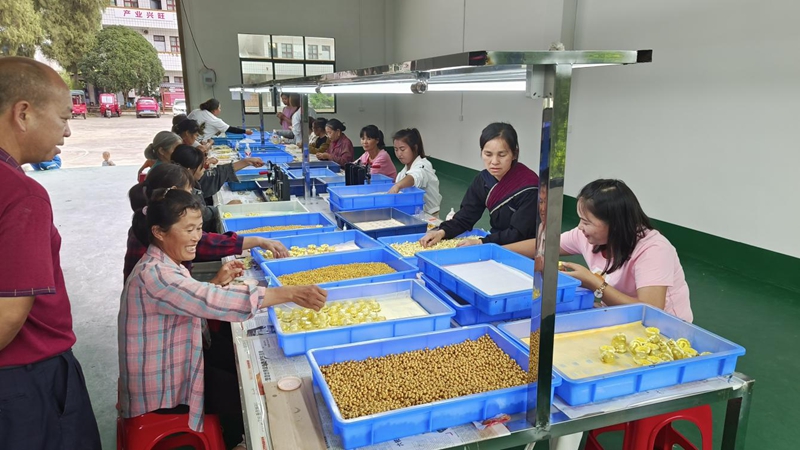 2、獨山縣下司鎮(zhèn)就業(yè)幫扶車間“紅紅火火”。羅燕芳攝