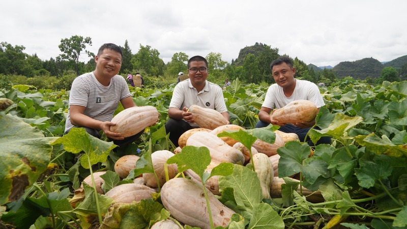 2、沿河縣蜜本南瓜裝進粵港澳大灣區“菜籃子”。張洪全、陳晶晶供圖