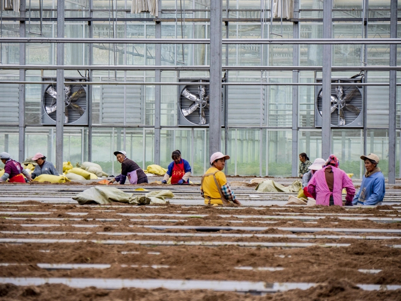 工人鋪設椰糠為下一季生產做準備。余軍攝