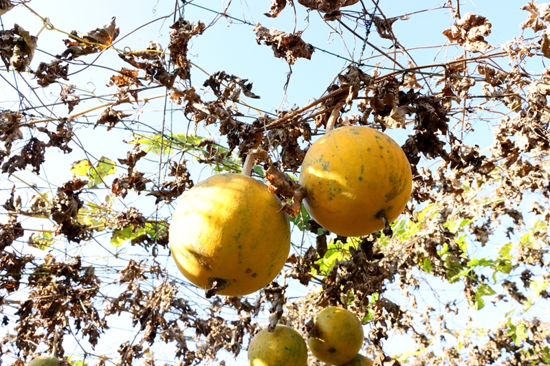 瓜蔞采收季 “金”喜藏滿枝。