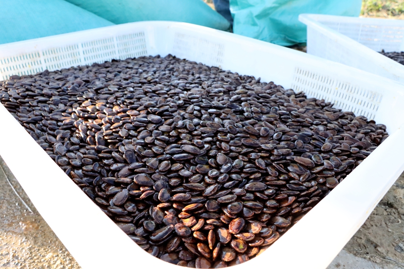 瓜蔞采收季 “金”喜藏滿枝。