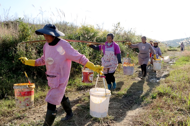 瓜蔞采收季 “金”喜藏滿枝。