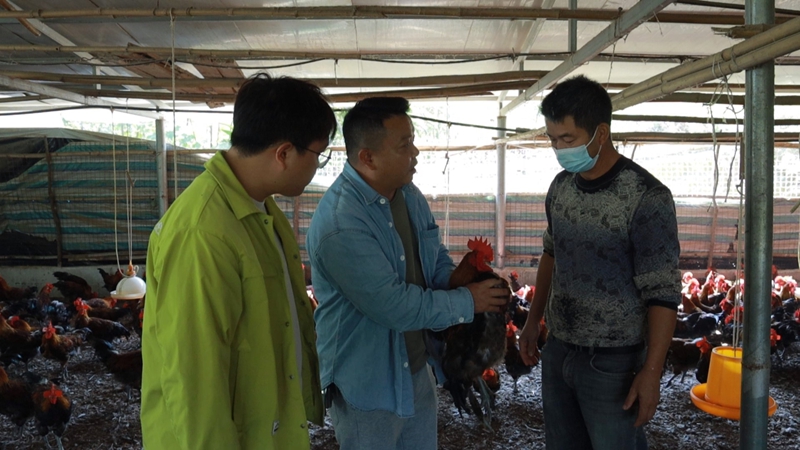 佳農公司技術員查看農戶養殖情況.jpg