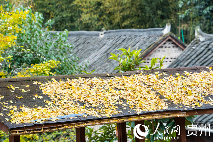 屋檐上的銀杏葉。人民網(wǎng) 陽(yáng)茜攝