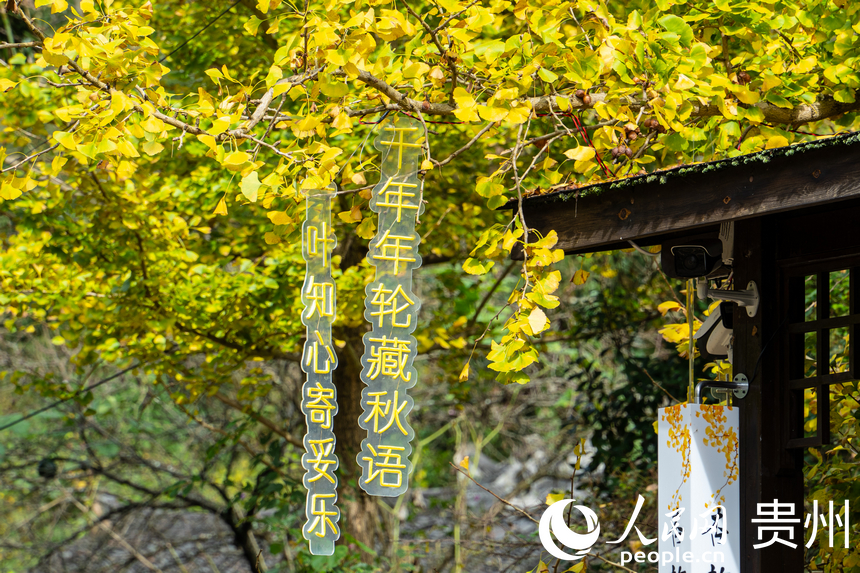 村居與銀杏樹交相輝映。人民網 陽茜攝