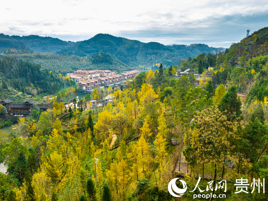 村居與銀杏樹交相輝映。人民網 陽茜攝