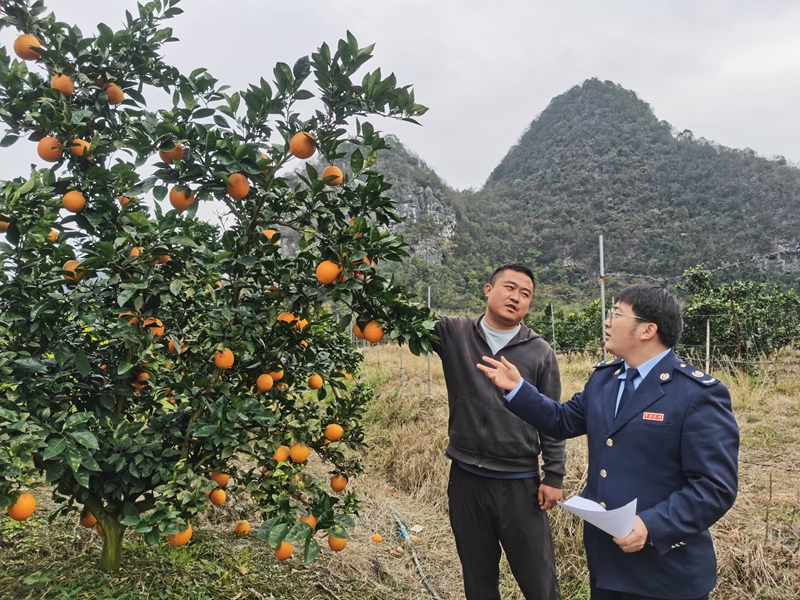 獨山稅務：橙香漫山野 服務暖農心。