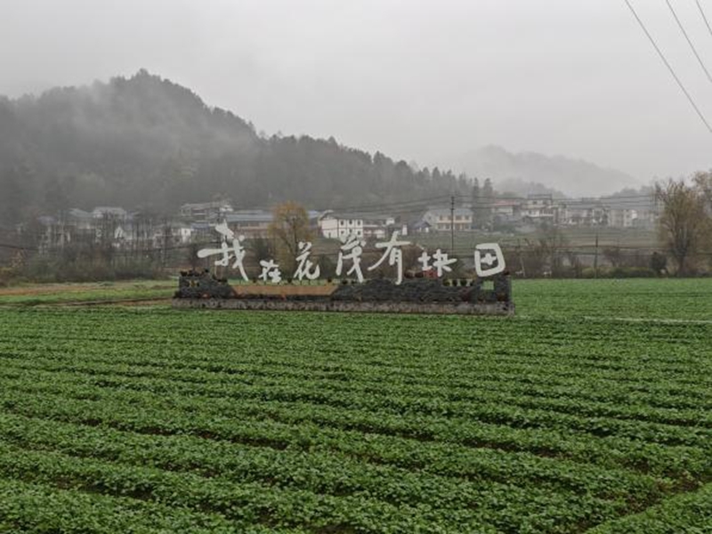 花茂村一角。楊菁馳攝