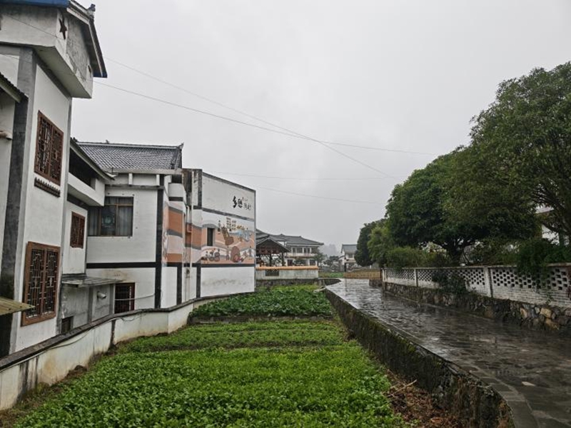 花茂村的鄉(xiāng)間小道。楊菁馳攝