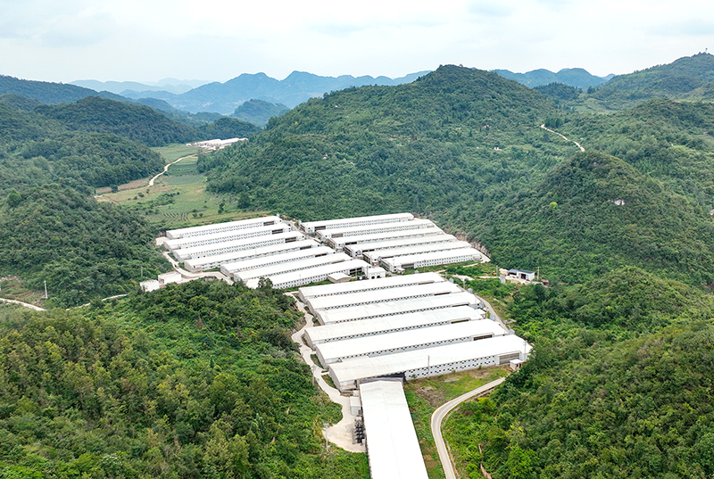 清鎮溫氏韓家壩生態養殖小區。沈建華攝