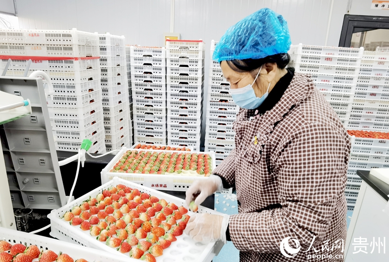 王貴秀正在分揀草莓。人民網(wǎng)記者 王秀芳攝