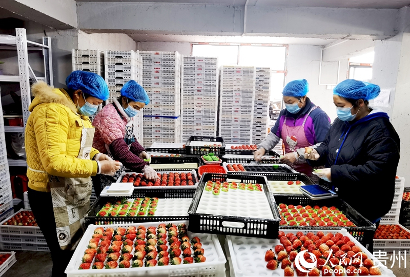 貴州高源草莓種業(yè)基地內(nèi)，工人正在分揀草莓。人民網(wǎng)記者 王秀芳攝
