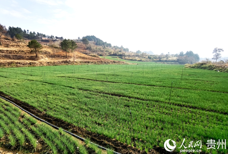 趙司村香蔥種植基地一隅。人民網(wǎng)記者 王秀芳攝
