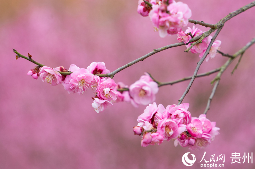 梅花悄然綻放。人民網(wǎng) 陽茜攝