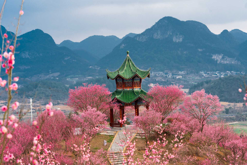 航拍貴安新區梅園。楊文攝