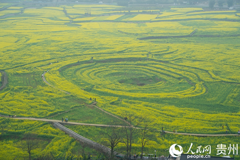 萬峰林景區的“早花”景色。人民網 陽茜攝.jpg