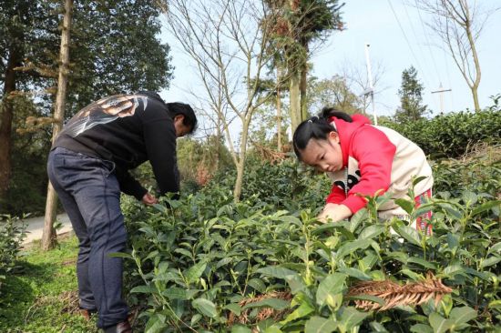 游客采茶。