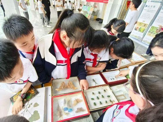 學(xué)生在看植物標(biāo)本。